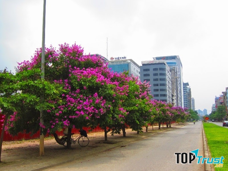 Hoa đẹp qua từng ý thơ