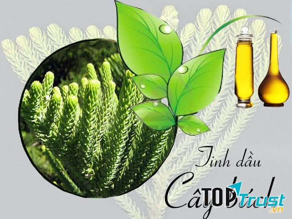 Tinh dầu cây bách