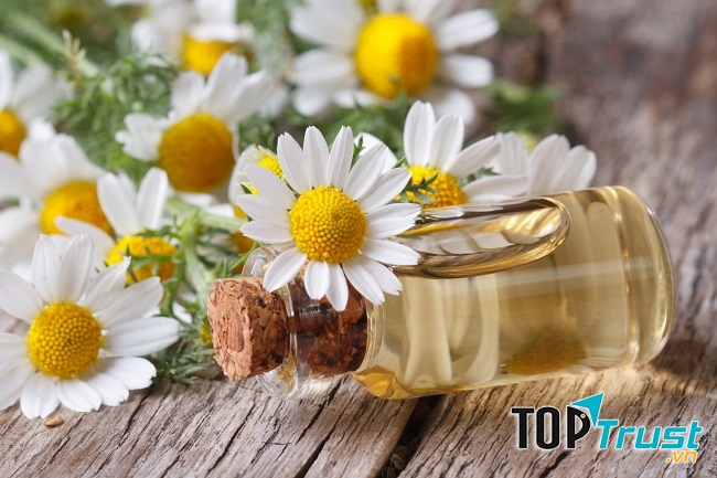 Tinh dầu cúc la mã