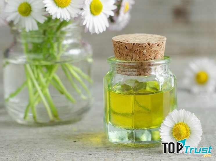 Tinh dầu cúc la mã