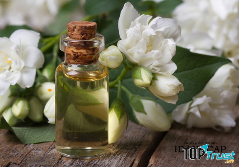 Tinh Dầu Hoa Nhài (Lài) Nguyên Chất – Jasmine Essential Oil