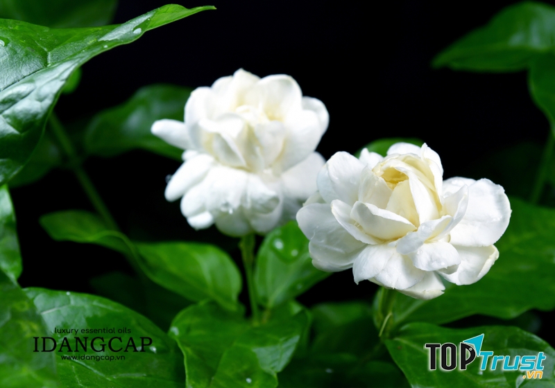 Tinh Dầu Hoa Nhài (Lài) Nguyên Chất – Jasmine Essential Oil