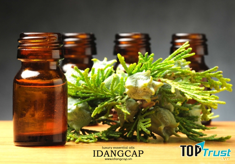 Tinh Dầu Hoàng Đàn (Ngọc Am) Nguyên Chất – Cypress Wood Essential Oil