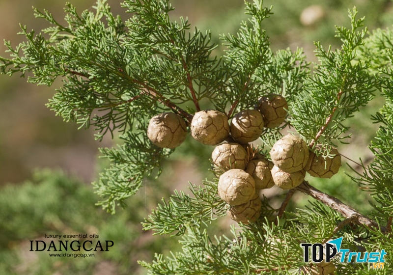 Tinh Dầu Hoàng Đàn (Ngọc Am) Nguyên Chất – Cypress Wood Essential Oil