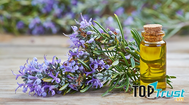 Tinh dầu hương thảo