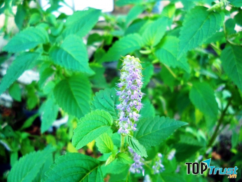 Ảnh minh họa (Nguồn internet)