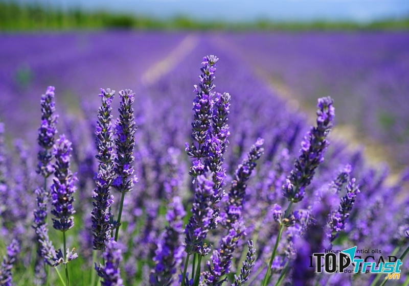 Tinh Dầu Oải Hương Nguyên Chất – Lavender Essential Oil
