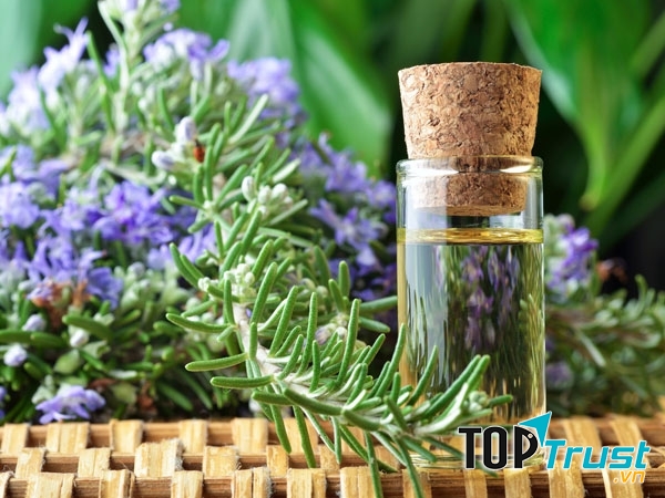 Tinh dầu cỏ xạ hương