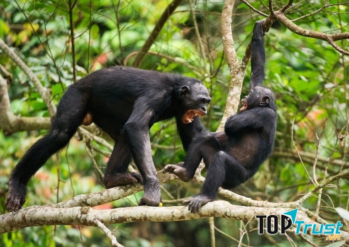 Những bầy tinh tinh đôi khi còn tổ chức những đi săn tập thể để bắt tinh tinh con ăn thịt.