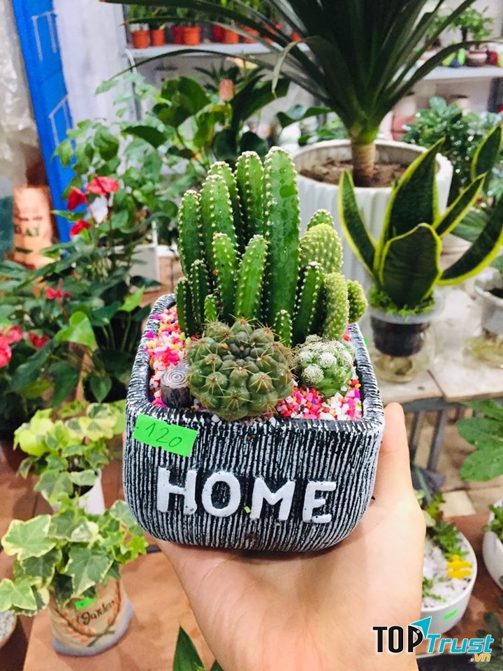 Cây xương rồng vô cùng xinh xắn tại Tiny Garden