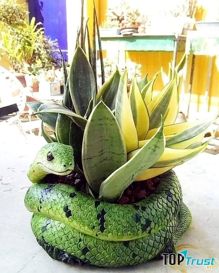 Cây lưỡi hổ tại Tiny Garden