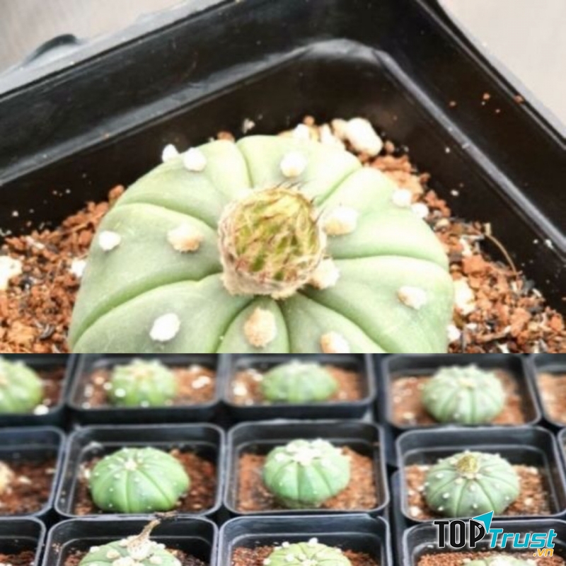 Tiny Garden