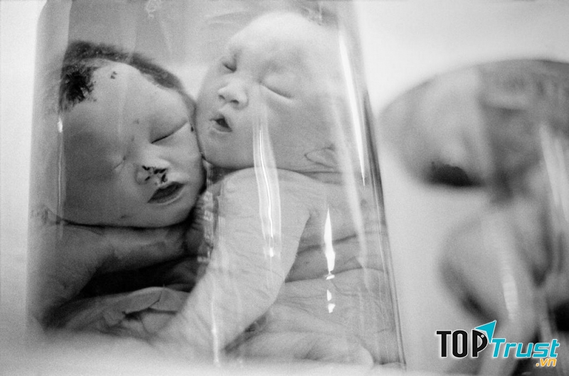 Tổ chức FUF (Formons Une Famille)