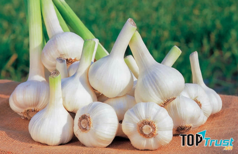 Tỏi rất tốt cho sức khoẻ