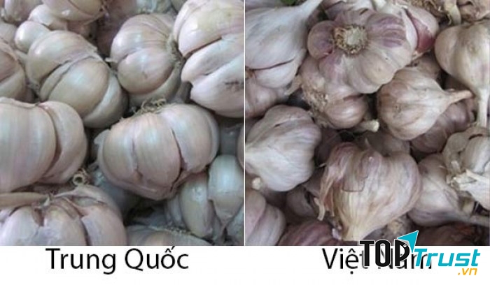 Tỏi Việt Nam củ và tép nhỏ hơn tỏi Trung Quốc rất nhiều