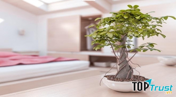 Tối đa hóa sức mạnh phong thủy