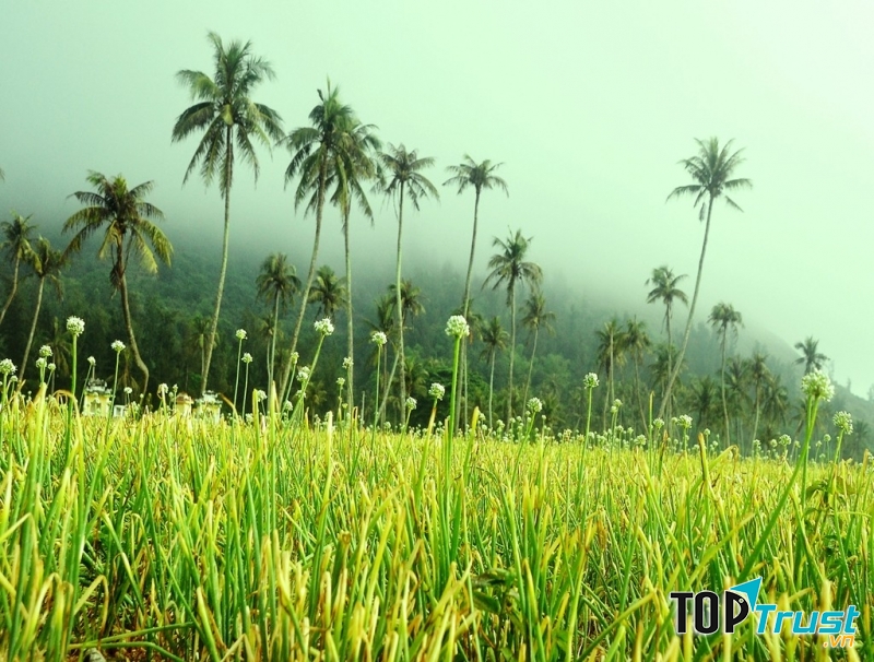 Cánh đồng tỏi Lý Sơn