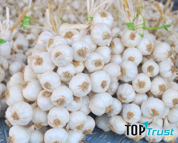 Tỏi Lý Sơn