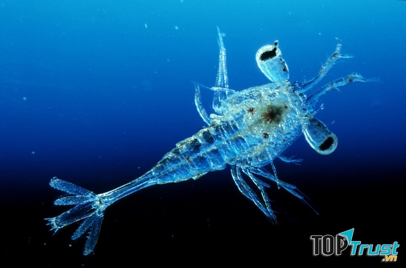 Tôm hùm trong suốt