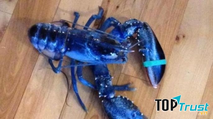 Tôm màu xanh rất hiếm gặp