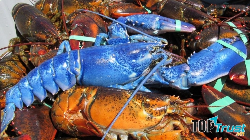 Tôm màu xanh đột biến