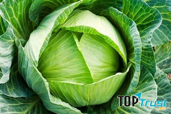 Hạt giống bắp cải Bắc Hà với tỉ lệ nảy mầm hơn 85%.