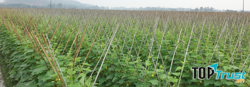 Tổng công ty Vật tư nông nghiệp