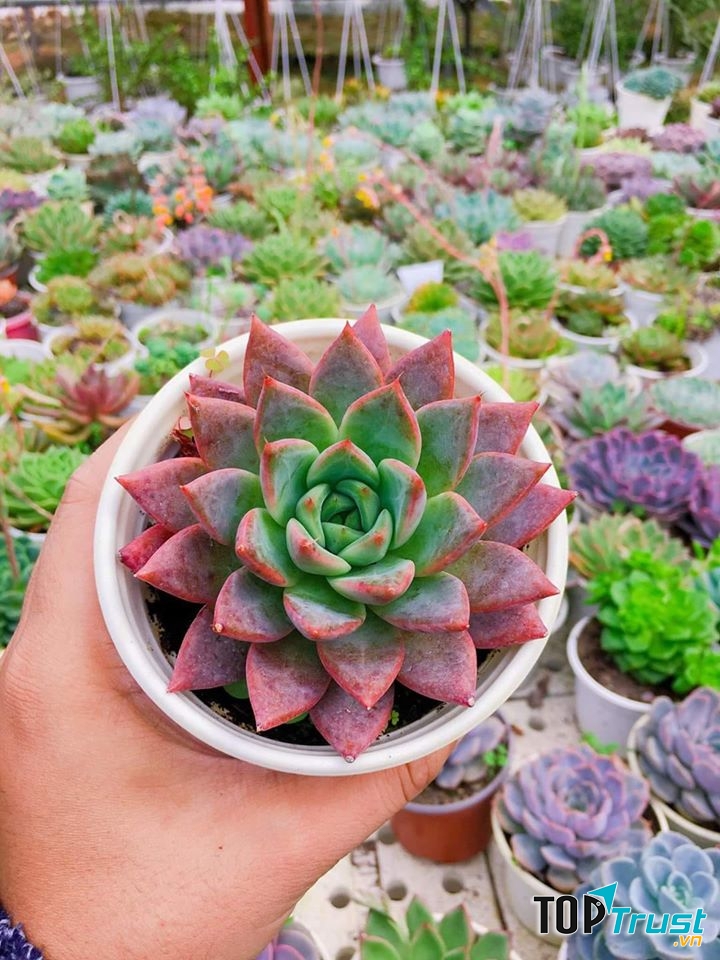 Tổng Đại Lý Sen Đá & Xương Rồng Quảng Ngãi