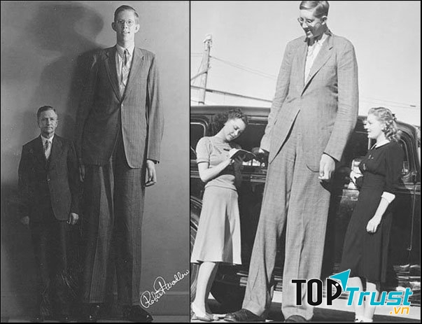 Robert Pershing Wadlow (22/2/1918 – 15/7/1940) Người đàn ông cao nhất mọi thời đại