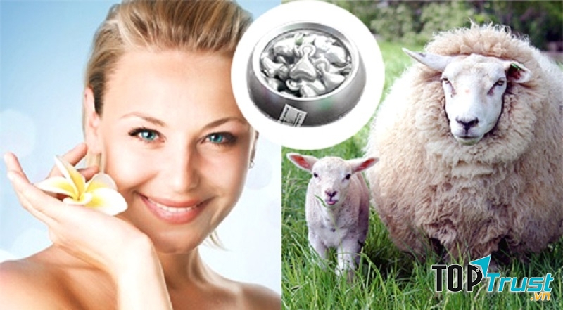 Tiêm tế bào phôi thai cừu nhằm duy trì sự trẻ trung