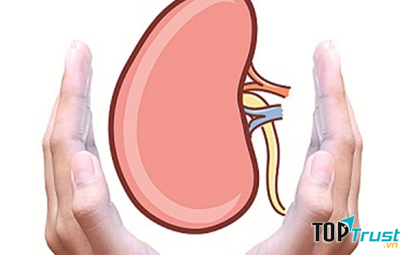 Tốt cho hoạt động của thận