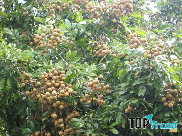 Tốt cho răng miệng