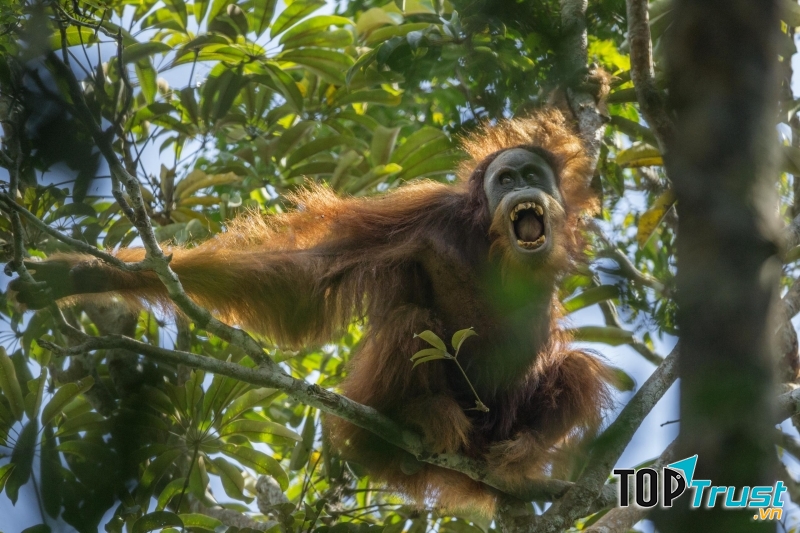 Tough Times for Orangutans - Tim Laman
