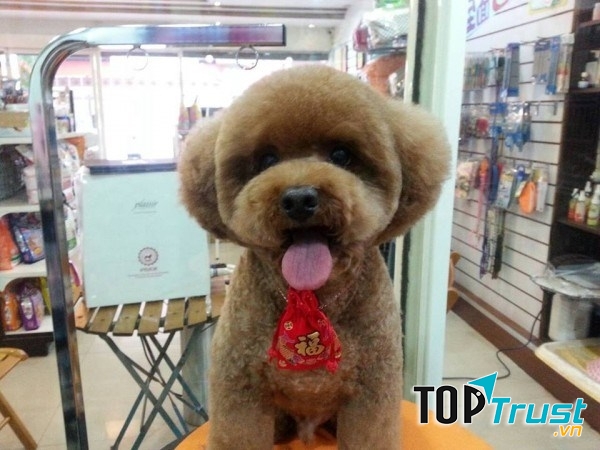 Thường xuyên cắt tỉa lông khoảng 6-8 tuần một lần