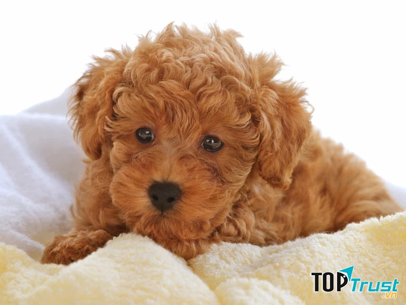 lông xoăn có dạng sợi mì tôm