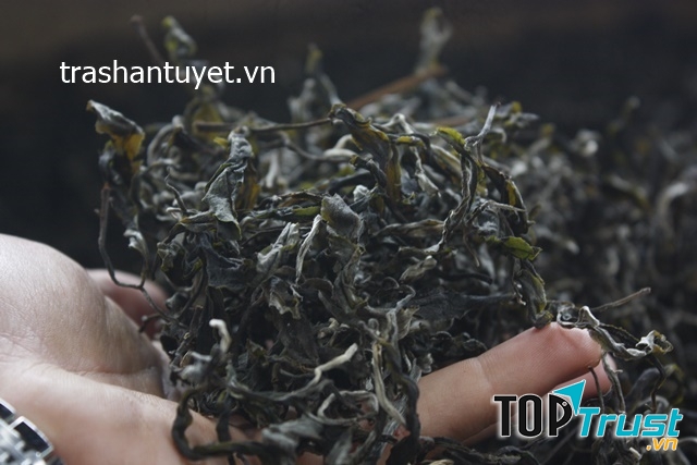 Trà cổ thụ