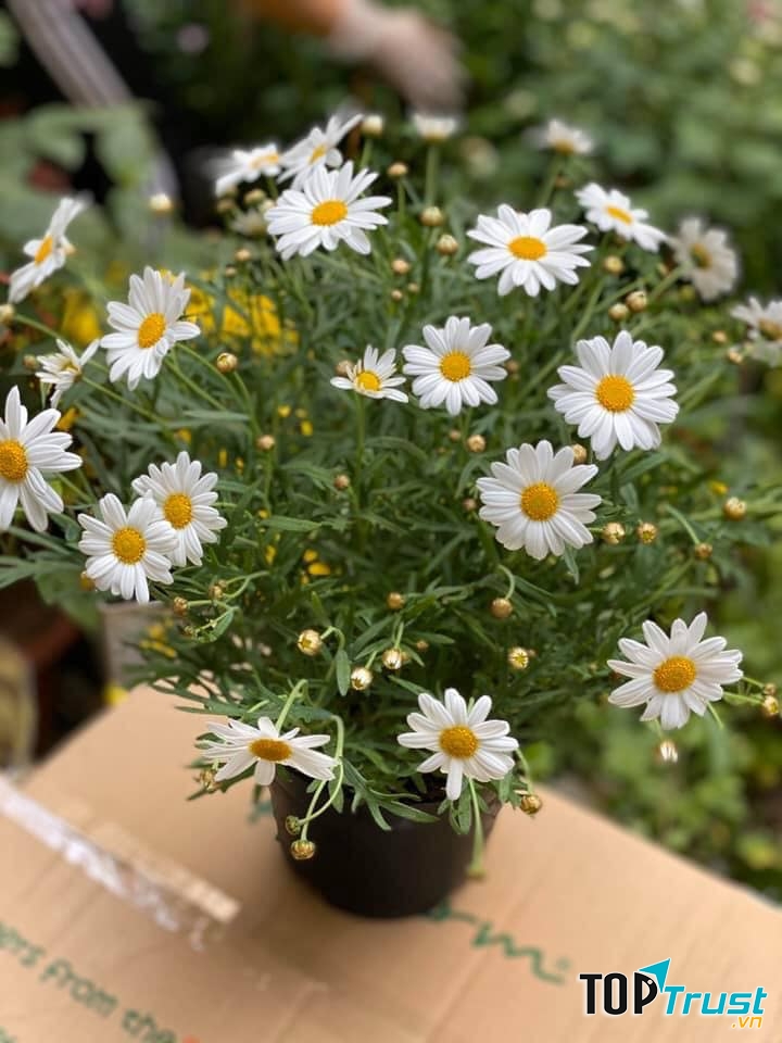 Cúc họa mi thân gỗ tại Trà Giang Garden