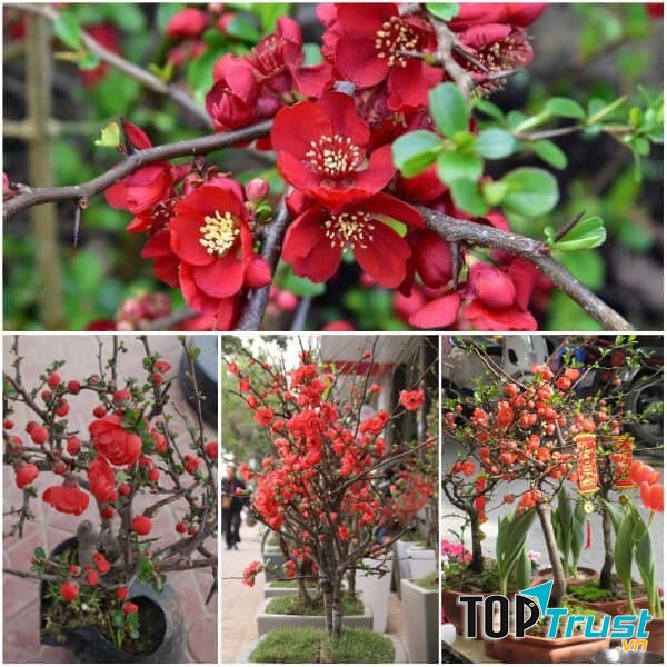 Mai đỏ tại Trà Giang Garden