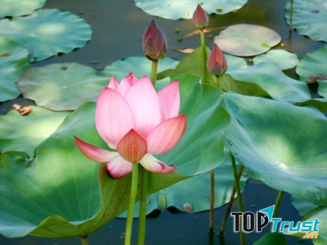 Trà Lý - Đồng Lớn