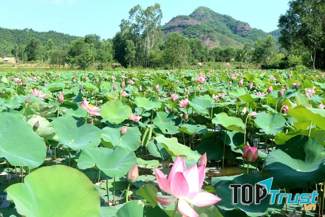 Trà Lý - Đồng Lớn