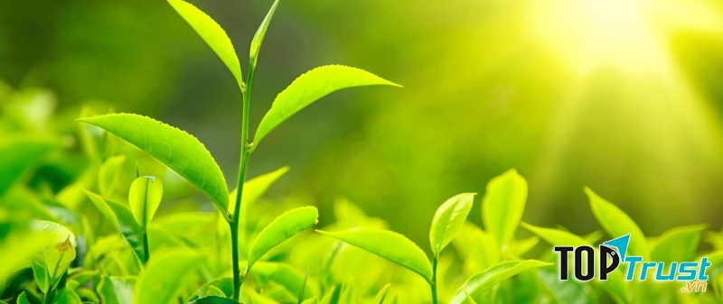 Trong trà xanh có chứa chất flavonoid có thể ngăn ngừa hơi thở hôi miệng