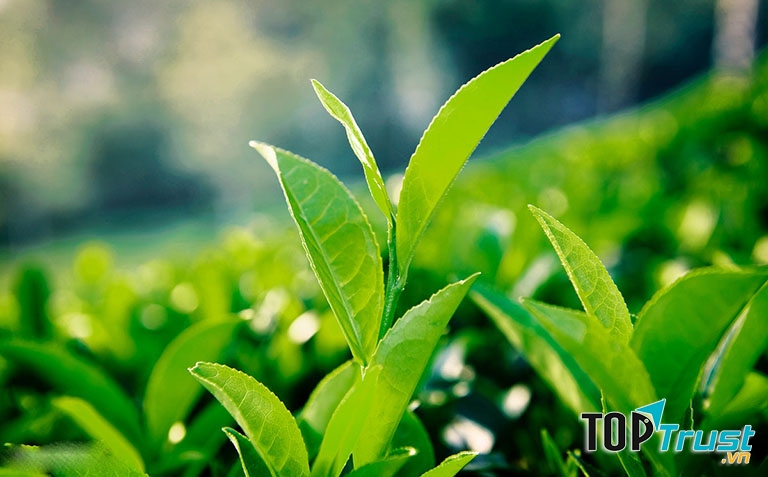 Lá trà xanh