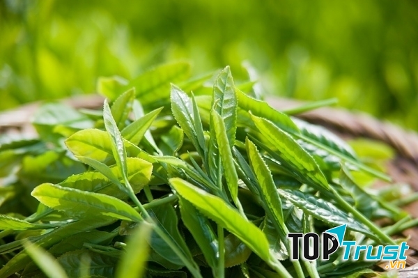 Trà xanh giúp chống lại quá trình lão hoá