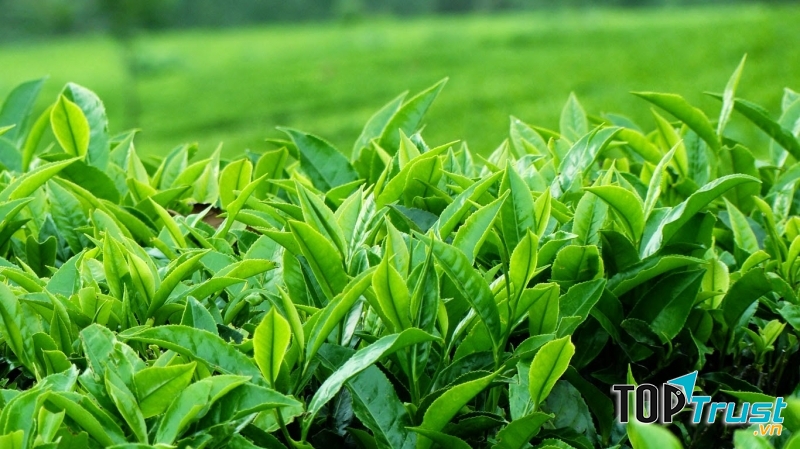 hình ảnh lá trà xanh