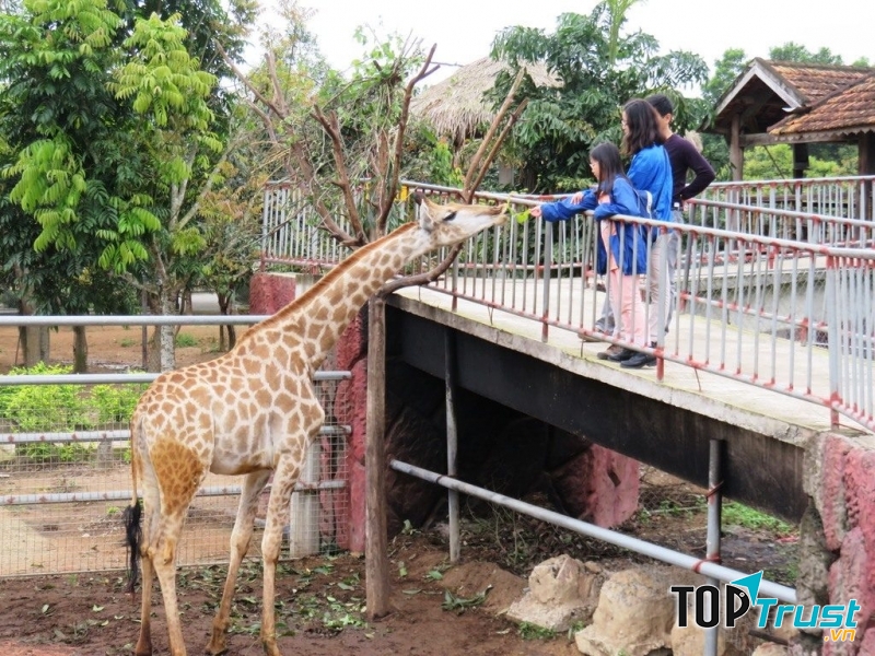 Một chú hưu cao cổ hiền lành tại khu du lịch sinh thái Mường Thanh