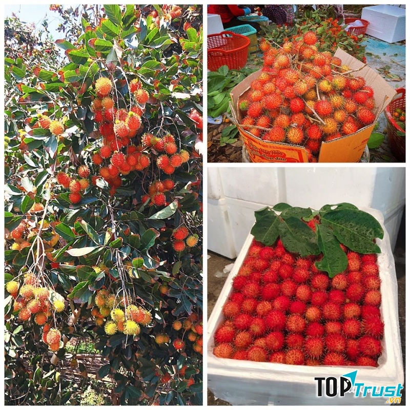 Trái Cây 3F Fruits