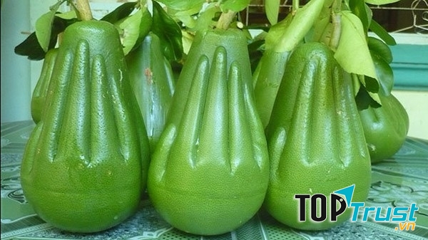 Trái cây lạ rất thich hợp để dành tặng cho bố mẹ vào dịp Tết