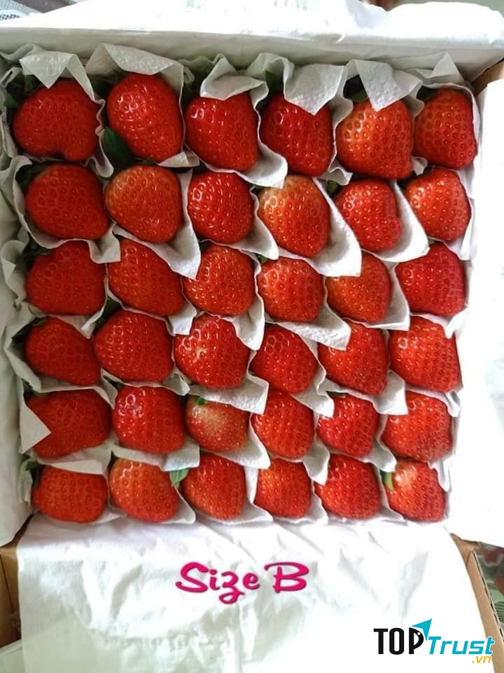 Trái Cây Nhập Khẩu 305