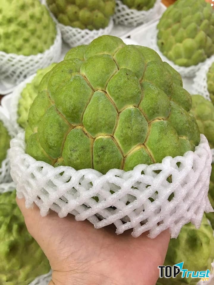 Trái Cây Nhập Khẩu DP FRUITS