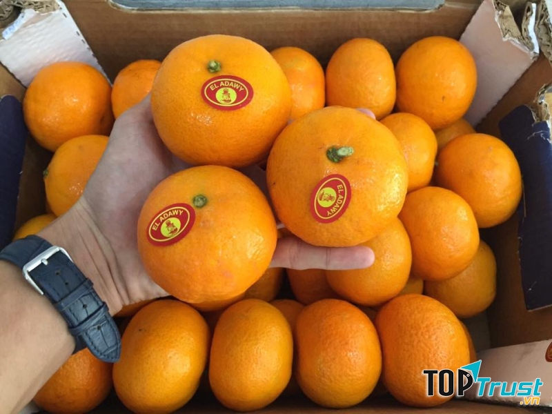 Trái cây nhập khẩu Fresta Vũng Tàu